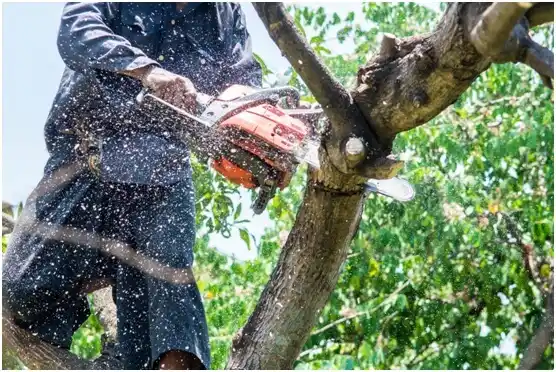 tree services Tuscola